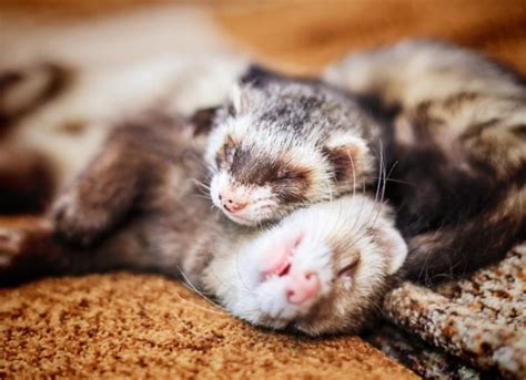 sert ferrara|11 Things to Know About Ferrets as Pets .